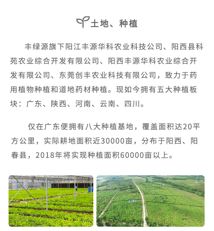 豐綠源深知“藥材好，藥才好；中藥靈，中醫(yī)才靈”，嚴格把控藥材的質(zhì)量，回歸中草藥的道地種植，確保中藥療效。從2005年開始布局廣東、云南、陜西、四川、河南、內(nèi)蒙古、西藏、貴州八大種植基地；藥材產(chǎn)地輻射到廣藥、云藥、秦藥、川藥、懷藥、蒙藥、藏藥、貴藥等。其中，在廣東分別建立了 ：沙扒長角基地、程村種植基地、泥河種植基地、高寨種植基地、儒洞林場種植基地、星光種植基地、大和口種植基地、膠癢種植基地、東莞市農(nóng)業(yè)科技園原種育苗基地等九大種植及育苗基地，實際種植面積近22000畝。從原種培育、土壤的選擇、育苗移植、野化種植到最后采收，實現(xiàn)科學化、規(guī)范化管理，確保為消費者提供放心、安全的高品質(zhì)道地藥材。