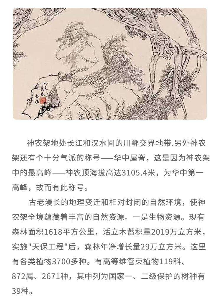 神農(nóng)架地處長(zhǎng)江和漢水間的川鄂交界地帶.另外神農(nóng)架還有個(gè)十分氣派的稱號(hào)一華中屋脊， 這是因?yàn)樯褶r(nóng)架中的最高峰一神 農(nóng)頂海拔高達(dá)3105.4米，為華中第一高峰，故而有此稱號(hào)。古老漫長(zhǎng)的地理變遷和相對(duì)封閉的自然環(huán)境，使神農(nóng)架全境蘊(yùn)藏著豐富的自然資源。-是生物資源?，F(xiàn)有森林面積1618平方公里，活立木蓄積量2019萬立方米，實(shí)施“天保工程”后，森林年凈增長(zhǎng)量29萬立方米。這里有各類植物3700多種。有高等維管束植物119科872屬、2671種，其中列為國(guó)家一、二級(jí)保護(hù)的樹種有39種。