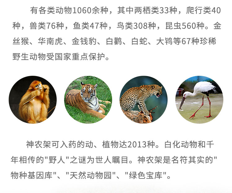 有各類動(dòng)物1060余種，其中兩棲類33種，爬行類40種，獸類76種，魚類47種，鳥類308種，昆蟲560種。金絲猴、華南虎、金錢豹、白鸛、白蛇、大鴇等67種珍稀野生動(dòng)物受國(guó)家重點(diǎn)保護(hù)。神農(nóng)架可入藥的動(dòng)、植物達(dá)2013種。白化動(dòng)物和千年相傳的“野人”之謎為世人矚目。神農(nóng)架是名符其實(shí)的“物種基因庫(kù)”、“天然動(dòng)物園”、“綠色寶庫(kù)”