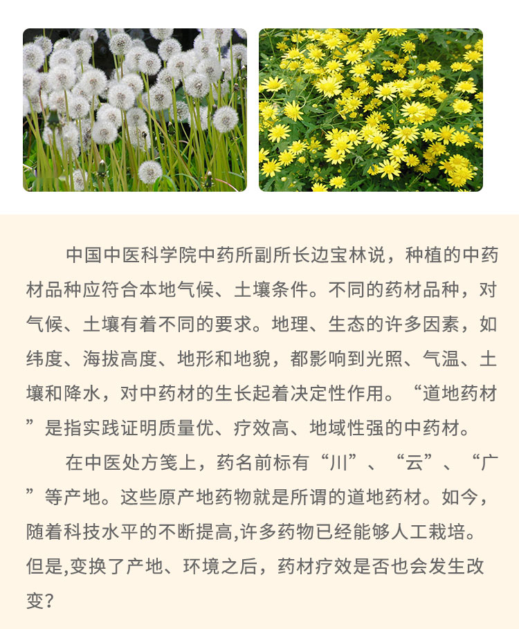 中國(guó)中醫(yī)科學(xué)院中藥所副所長(zhǎng)邊寶林說，種植的中藥材品種應(yīng)符合本地氣候、土壤條件。不同的藥材品種，對(duì)氣候、土壤有著不同的要求。地理、生態(tài)的許多因素，如緯度、海拔高度、地形和地貌，都影響到光照、氣溫、土壤和降水，對(duì)中藥材的生長(zhǎng)起著決定性作用?！暗?地藥材是指實(shí)踐證明質(zhì)量?jī)?yōu)、療效高、地域性強(qiáng)的中藥材。在中醫(yī)處方箋上，藥名前標(biāo)有“川I”、“云”、“廣”等產(chǎn)地。這些原產(chǎn)地藥物就是所謂的道地藥材。如今，隨著科技水平的不斷提高,許多藥物已經(jīng)能夠人工栽培。但是,變換了產(chǎn)地、環(huán)境之后，藥材療效是否也會(huì)發(fā)生改變?