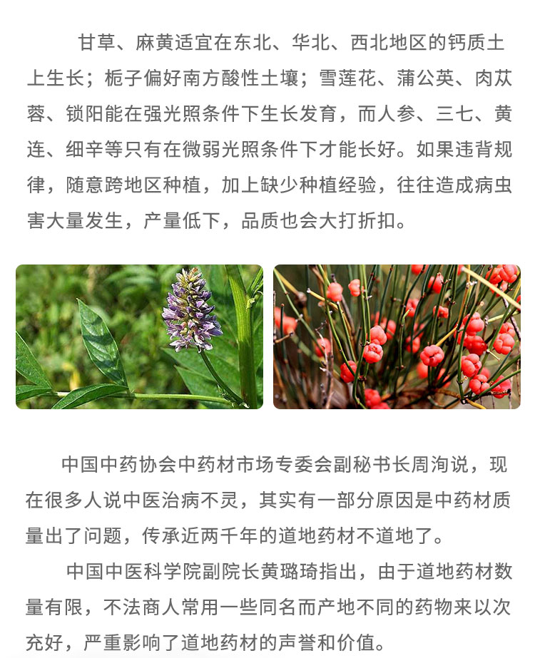 甘草、麻黃適宜在東北、華北、西北地區(qū)的鈣質(zhì)土上生長(zhǎng);梔子偏好南方酸性土壤;雪蓮花、蒲公英、肉蓯蓉、鎖陽能在強(qiáng)光照條件下生長(zhǎng)發(fā)育，而人參、三七、黃連、細(xì)辛等只有在微弱光照條件下才能長(zhǎng)好。如果違背規(guī)律，隨意跨地區(qū)種植，加上缺少種植經(jīng)驗(yàn)，往往造成病蟲害大量發(fā)生，產(chǎn)量低下，品質(zhì)也會(huì)大打折扣。中國(guó)中藥協(xié)會(huì)中藥材市場(chǎng)專委會(huì)劃秘書長(zhǎng)周洶說:現(xiàn)在很多人說中醫(yī)治病不靈，其實(shí)有-部分原因是中藥材質(zhì)量出了問題，傳承近兩千年的道地藥材不道地了。中國(guó)中醫(yī)科學(xué)院副院長(zhǎng)黃璐琦指出，由于道地藥材數(shù)量有限，不法商人常用-些同名而產(chǎn)地不同的藥物來以次充好，嚴(yán)重影響了道地藥材的聲譽(yù)和價(jià)值。
